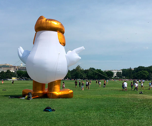 Mascota Gallina Donald Trump